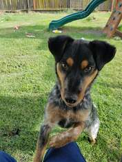 Australian Cattle Dog Dogs for adoption in Los Banos, CA, USA