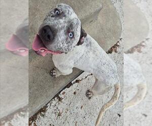 American Pit Bull Terrier-Unknown Mix Dogs for adoption in Decatur, IL, USA