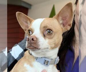 Chihuahua Dogs for adoption in Houston, TX, USA