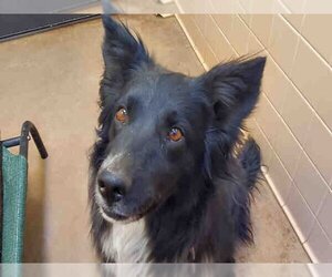 Border Collie Dogs for adoption in Santa Fe, NM, USA