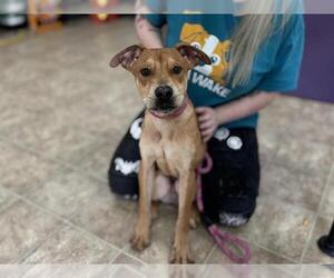 Labrador Retriever-Unknown Mix Dogs for adoption in Raleigh, NC, USA