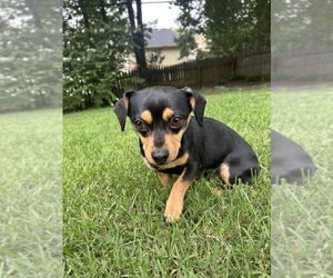 Doxie-Pin Dogs for adoption in Raleigh, NC, USA