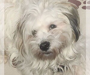 Maltese Dogs for adoption in Oakland Park, FL, USA