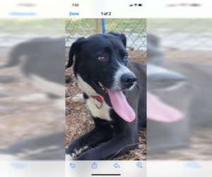 Borador Dogs for adoption in Rowayton, CT, USA
