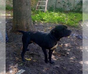 American Staffordshire Terrier-Unknown Mix Dogs for adoption in Fort Lauderdale, FL, USA