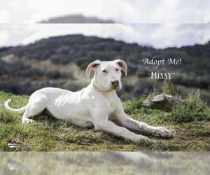 Dogo Argentino Dogs for adoption in Santa Clarita, CA, USA