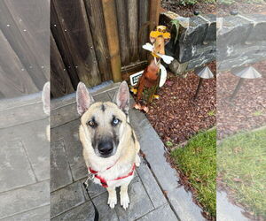 Gerberian Shepsky Dogs for adoption in San Jose, CA, USA