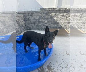 German Shepherd Dog Dogs for adoption in Lancaster, PA, USA