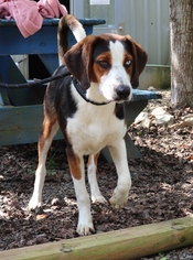 Medium Photo #1 Treeing Walker Coonhound-Unknown Mix Puppy For Sale in Marble, NC, USA