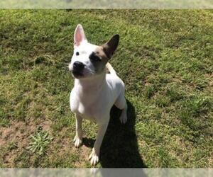 Australian Terrier Dogs for adoption in Grovetown, GA, USA
