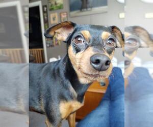 Miniature Pinscher Dogs for adoption in Belleuve, NE, USA