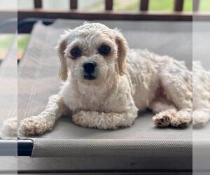 Maltipoo (Miniature) Dogs for adoption in Spring Lake, NC, USA