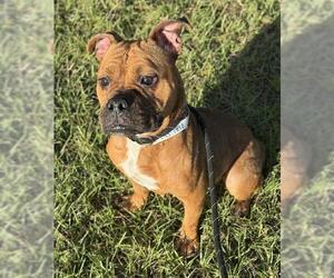 Boxer-Unknown Mix Dogs for adoption in Fort Lauderdale, FL, USA