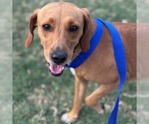 Beagle-Unknown Mix Dogs for adoption in Texas City, TX, USA
