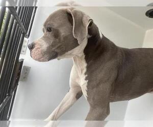 Staffordshire Bull Terrier Dogs for adoption in Houston, TX, USA