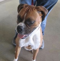 Boxer Dogs for adoption in Pampa, TX, USA