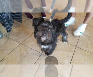 Lhasa Apso Dogs for adoption in Houston, TX, USA