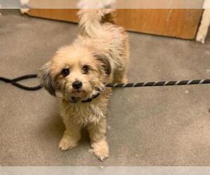 ShihPoo Dogs for adoption in Forestville, MD, USA