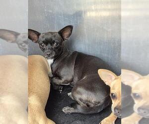 Chihuahua Dogs for adoption in San Antonio, TX, USA
