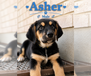 Doberman Pinscher-Unknown Mix Dogs for adoption in MIDWAY, UT, USA