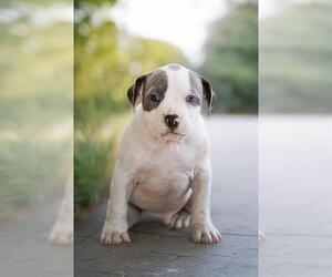 Staffordshire Bull Terrier-Unknown Mix Dogs for adoption in Belleville, IL, USA