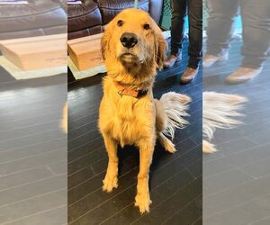 Golden Retriever Dogs for adoption in Social Circle, GA, USA