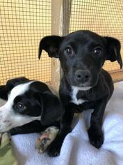 Whippet Dogs for adoption in Freeport, FL, USA