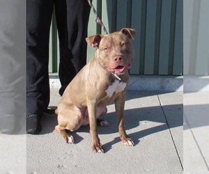 Staffordshire Bull Terrier Dogs for adoption in Louisville, KY, USA
