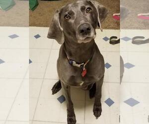 Weimaraner Dogs for adoption in Grand Haven, MI, USA