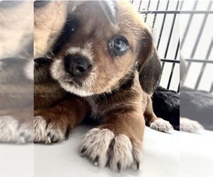 Chihuahua-Unknown Mix Dogs for adoption in Houston, TX, USA