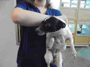 Rat Terrier Dogs for adoption in Lacombe, LA, USA