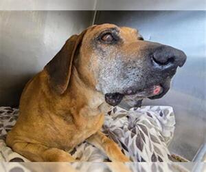 Redbone Coonhound-Unknown Mix Dogs for adoption in Riverside, CA, USA