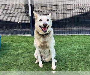 Mutt Dogs for adoption in Orange, CA, USA