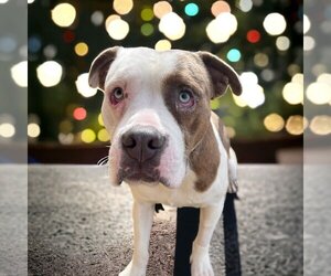 American Bulldog-Unknown Mix Dogs for adoption in Glen Allen, VA, USA