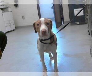 Labrador Retriever-Unknown Mix Dogs for adoption in Fayetteville, NC, USA