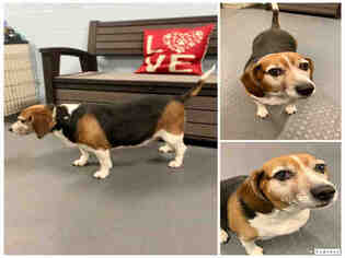 Beagle Dogs for adoption in Westminster, MD, USA