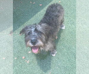 Mutt Dogs for adoption in Tempe , AZ, USA