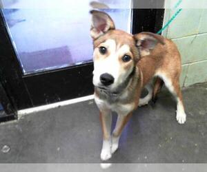 German Shepherd Dog-Unknown Mix Dogs for adoption in Tulsa, OK, USA