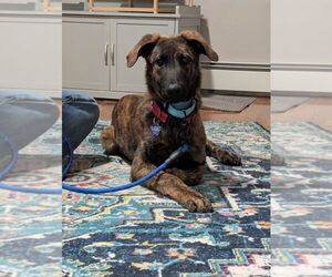 Mutt Dogs for adoption in Imlay City, MI, USA