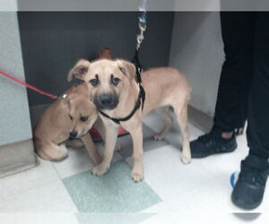 Black Mouth Cur-Unknown Mix Dogs for adoption in Oklahoma City, OK, USA