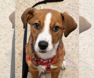 Australian Shepherd-Beagle Mix Dogs for adoption in Wakefield, RI, USA