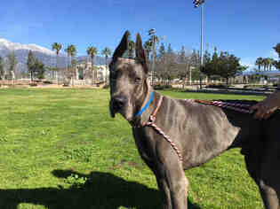Great Dane Dogs for adoption in Rancho Cucamonga, CA, USA