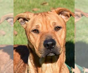 Chinese Shar-Pei Dogs for adoption in Nashville, IN, USA
