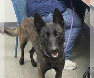 Mutt Dogs for adoption in Imlay City, MI, USA