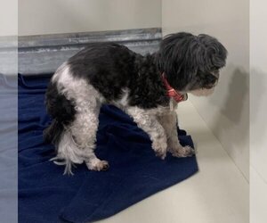 Shih Tzu Dogs for adoption in Forestville, MD, USA