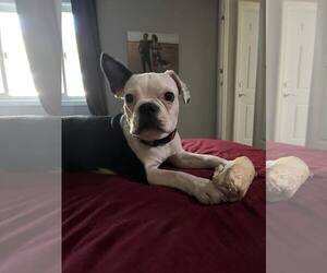 Boston Terrier Dogs for adoption in Hesperia, CA, USA
