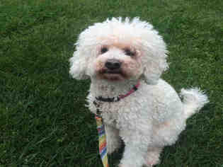 Poodle (Miniature) Dogs for adoption in Alameda, CA, USA