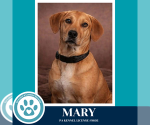 Labrador Retriever-Unknown Mix Dogs for adoption in Kimberton, PA, USA