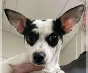 Rat-Cha Dogs for adoption in Canton, CT, USA