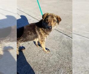 Borador Dogs for adoption in Pearland, TX, USA